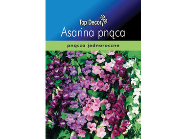 Zdjęcie: Asarina pnąca TOP DECOR