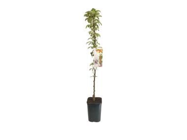 Zdjęcie: Jabłoń kolumnowa WE C6 GARTENLAND