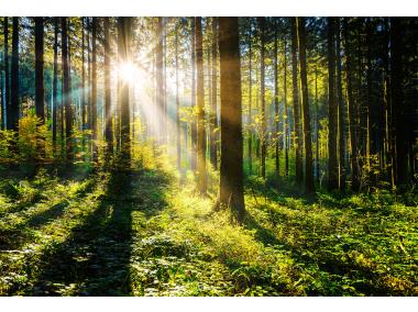 Zdjęcie: Obraz Glaspik 80x120 cm Sunny Forest STYLER