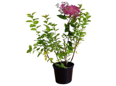 Zdjęcie: Tawuła japońska Anthony Waterer 15-20 cm ŁAZUCCY