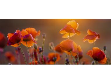 Zdjęcie: Obraz Glaspik 50x125 cm Red Poppy STYLER