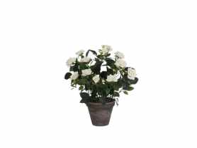 Róża biała w ceramicznej doniczce 11,5 cm - 33x25 cm DIRECT HG