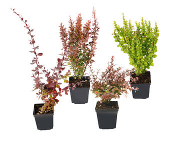 Zdjęcie: Berberys mix kolorów C2 4FLOWER