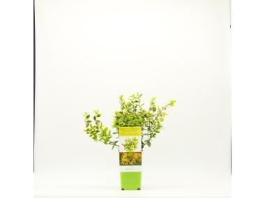 Zdjęcie: Trzmielina Emerald n Gold GARTENLAND