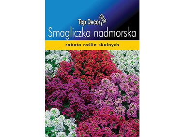 Zdjęcie: Smagliczka nadmorska TOP DECOR