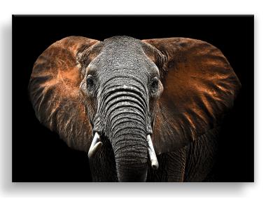 Zdjęcie: Obraz Canvas Silver1 85x113x2,8 cm Ex512 Red Elephant STYLER