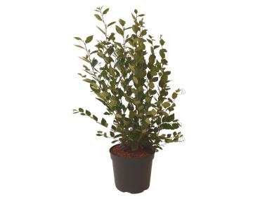 Zdjęcie: Irga błyszcząca Cotoneaster lucidus C3/20-30 cm ŁAZUCCY