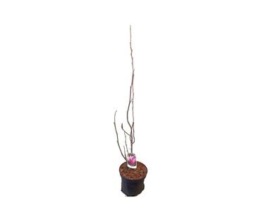 Zdjęcie: Magnolia mix ŁAZUCCY