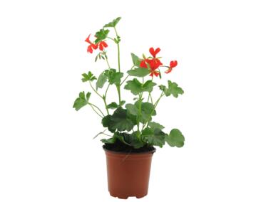 Zdjęcie: Pelargonia Peltatum mix kolorów 4FLOWER