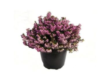 Zdjęcie: Wrzosiec wiosenny 11 cm CYGANEK