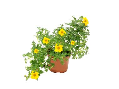 Zdjęcie: Bidens 4FLOWER