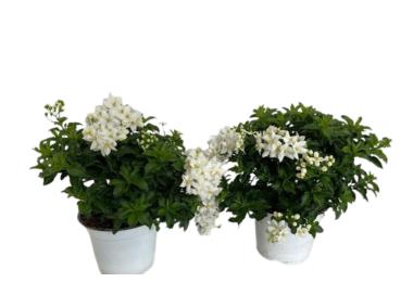 Zdjęcie: Roślina Solanum 14 cm KAMA