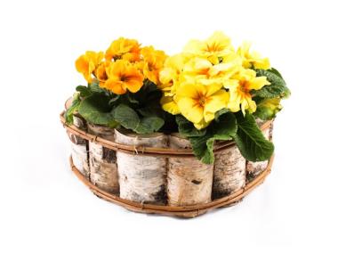Zdjęcie: Skrzynka z brzozy z folią 34x20x13 cm półokrągła TIN TOURS