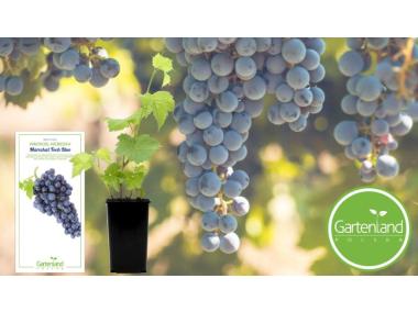 Zdjęcie: Winorośl Marechal Foch GARTENLAND
