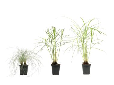 Zdjęcie: Mix traw ozdobnych w P9 GARTENLAND