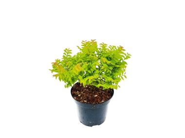 Zdjęcie: Wiąz polny Ulmus minor 15-20 cm ŁAZUCCY