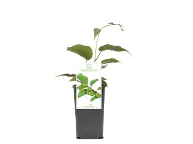 Zdjęcie: Mini kiwi Genewa sadzonka GARTENLAND