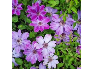 Zdjęcie: Clematis wielkokwiatowy Bałtyk 1 L WĘDROWSCY