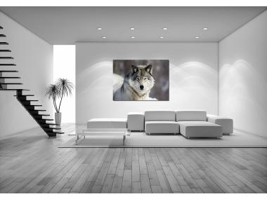 Zdjęcie: Obraz Glasspik Animals2 80x120 cm Ex935 Wolf STYLER