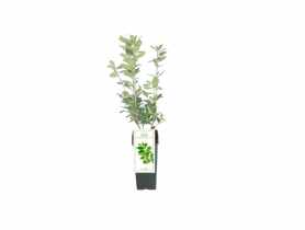 Laurowiśnia wschodnia Caucasica C2 GARTENLAND
