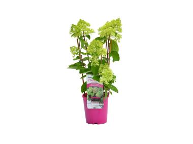 Zdjęcie: Hortensja bukietowa premium C2 CLEMATIS