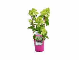 Hortensja bukietowa premium C2 CLEMATIS
