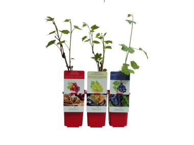 Zdjęcie: Winorośl Solaris White GARTENLAND