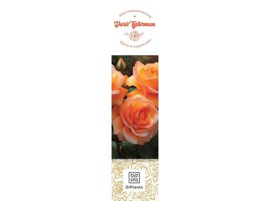 Zdjęcie: Róża wielkokwiatowa Doris Tysterman DIPLANTS