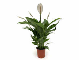 Spathiphyllum KAMA MAŚLANKIEWICZ
