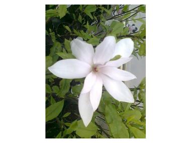 Zdjęcie: Magnolia gwiaździsta Magnolia stellata ŁAZUCCY