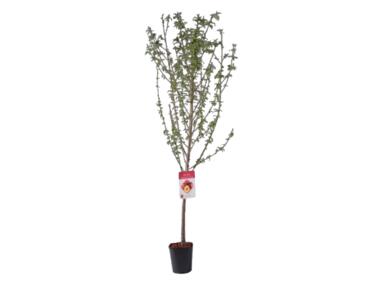Zdjęcie: Brzoskwinia 160-170 cm - 5 L GARTENLAND