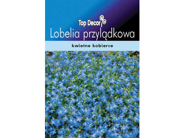Zdjęcie: Lobelia przylądkowa TOP DECOR
