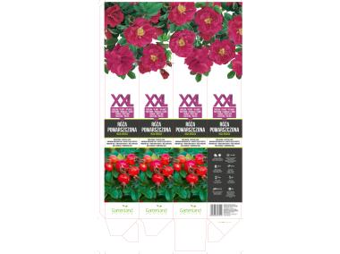 Zdjęcie: Róża pomarszczona GARTENLAND
