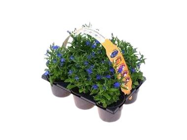 Zdjęcie: Lobelia 6-pak CYGANEK