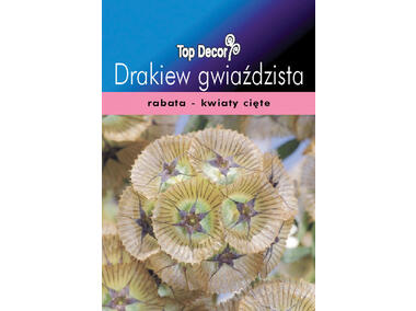 Zdjęcie: Drakiew gwiaździsta, Wdówka TOP DECOR