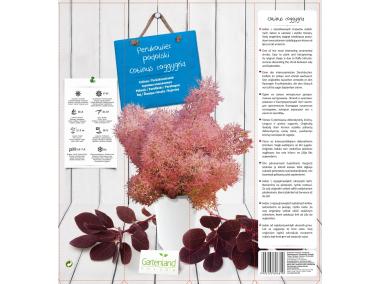 Zdjęcie: Perukowiec GARTENLAND