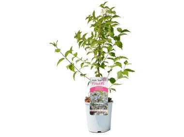 Zdjęcie: Jaśminowiec wonny C2 CLEMATIS