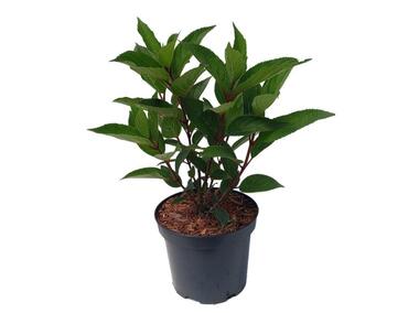 Zdjęcie: Hortensja Hydrangea paniculata Wims Red 30 - 40 cm ŁAZUCCY