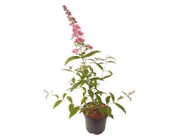 Zdjęcie: Buddleja Davidii Pink Delight ŁAZUCCY