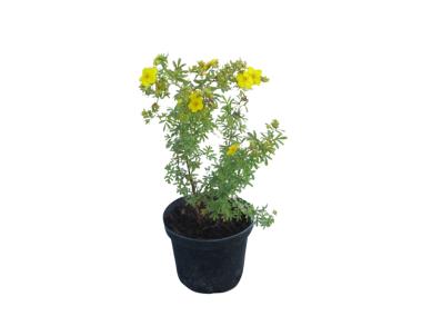 Zdjęcie: Pięciornik Potentilla Goldfinger C2 15-20 cm ŁAZUCCY