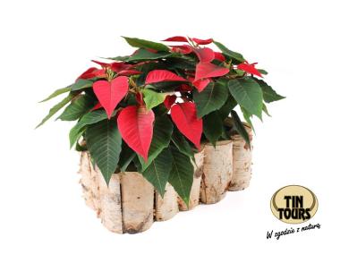 Zdjęcie: Balkonówka donica z brzozy 20x34x12 cm TIN TOURS