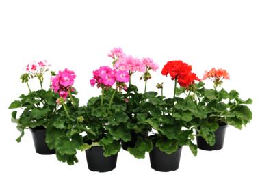 Zdjęcie: Pelargonia Zonale mix kolorów 4FLOWER