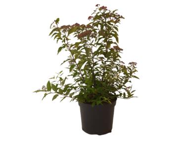 Zdjęcie: Spiraea japonica Goldflame ŁAZUCCY