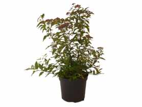 Spiraea japonica Goldflame ŁAZUCCY