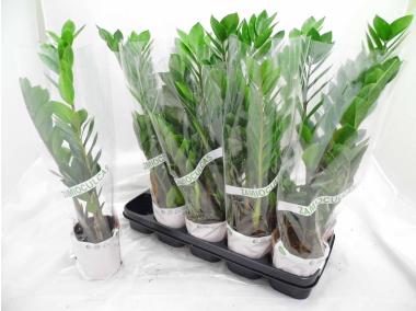 Zdjęcie: Zamioculcas KAMA MAŚLANKIEWICZ