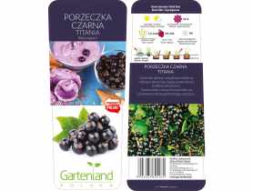 Porzeczka czarna Titania GARTENLAND