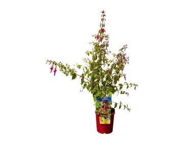 Zdjęcie: Fuksja ogrodowa 50-60 cm doniczka 2  L CLEMATIS