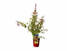 Fuksja ogrodowa 50-60 cm doniczka 2  L CLEMATIS