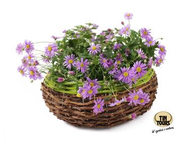 Zdjęcie: Doniczka na kwiaty z folią 30x11 cm okragła TIN TOURS