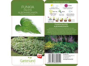 Zdjęcie: Hosta - Funkia GARTENLAND